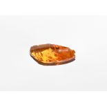 Natural History - Polished Baltic Amber with Caddisfly and Insects