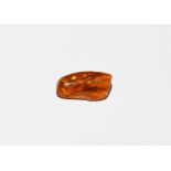 Natural History - Polished Baltic Amber with Fly