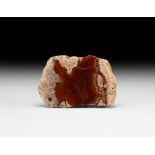 Natural History - Polished Rhyolite Mineral Specimen