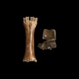 Natural History - Fossil Bison Leg Bone and Vertebra