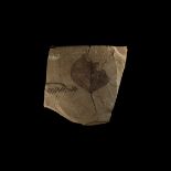 Natural History - Fossil Poplar Leaf