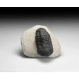 Natural History - Fossil Trilobite