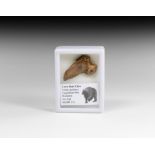 Natural History - Cave Bear Claw