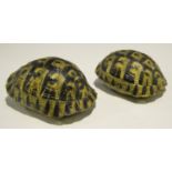 Two infant tortoise shells, lengths 15.5cm and 13cm.Buyer’s Premium 29.4% (including VAT @ 20%) of