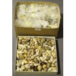 A large group of small seashells, including various cowrie specimens and cones.Buyer’s Premium 29.4%
