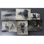 PHOTOGRAPHS. A collection of 33 black and white photographs of dogs, attributed to Richard