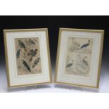 A group of eight late 19th century hand-coloured engravings, all depicting ornithological studies,