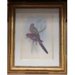 A set of four modern ornithological colour prints, each depicting a pair of parakeets, all mounted