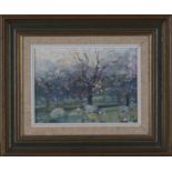 Arthur Karl Maderson - 'Apple Blossom & Sheep', oil on canvas-board, signed recto, titled artist's