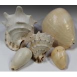 A small group of seashells, including baler and conch.Buyer’s Premium 29.4% (including VAT @ 20%) of