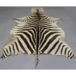 An early/mid-20th century zebra skin, length 260cm, width 160cm, together with a gazelle skin,
