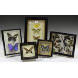 A large collection of taxidermized butterfly and moth specimens, all mounted within glazed frames.