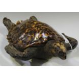 An early 20th century taxidermy specimen of a turtle, length 50cm.Buyer’s Premium 29.4% (including