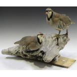 A pair of taxidermized chukar partridges, the two stuffed birds mounted on a driftwood base,
