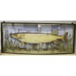 A taxidermized pike, the stuffed fish mounted within a later glazed bowfront case, inscribed in gilt