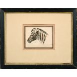 Unsigned, in the manner of Hewitt, 19c The Head of a Zebra, titled, framed and glazed, 4in x 5in.