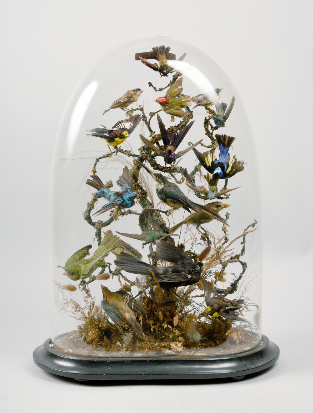 A late Victorian display of exotic birds under glass dome, 24in h.