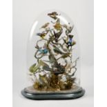 A late Victorian display of exotic birds under glass dome, 24in h.