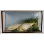 An Edwardian cased display of two roach in a naturalistic setting, the case 21in w, 11in h.