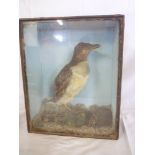 An old taxidermy stuffed little Auk in scenic glazed rectangular case by W.H.