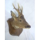 A stuffed taxidermy deer's head with antlers on wooden shield