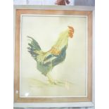 Anne-Marie Joly - watercolour Study of a cockerel, signed,