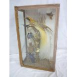 A Victorian taxidermy display of five various tropical birds within scenic glazed rectangular case