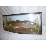 A stuffed taxidermy salmon specimen within scenic bow-fronted glazed case,