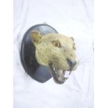 A 19th Century taxidermy stuffed leopard's head mounted on a stained wood shield