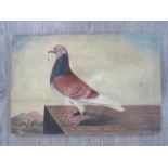 J.T. RYDER (XIX/XX): An oil on canvas of a racing pigeon, 1st place, Newcastle, belonging to Mr. J.