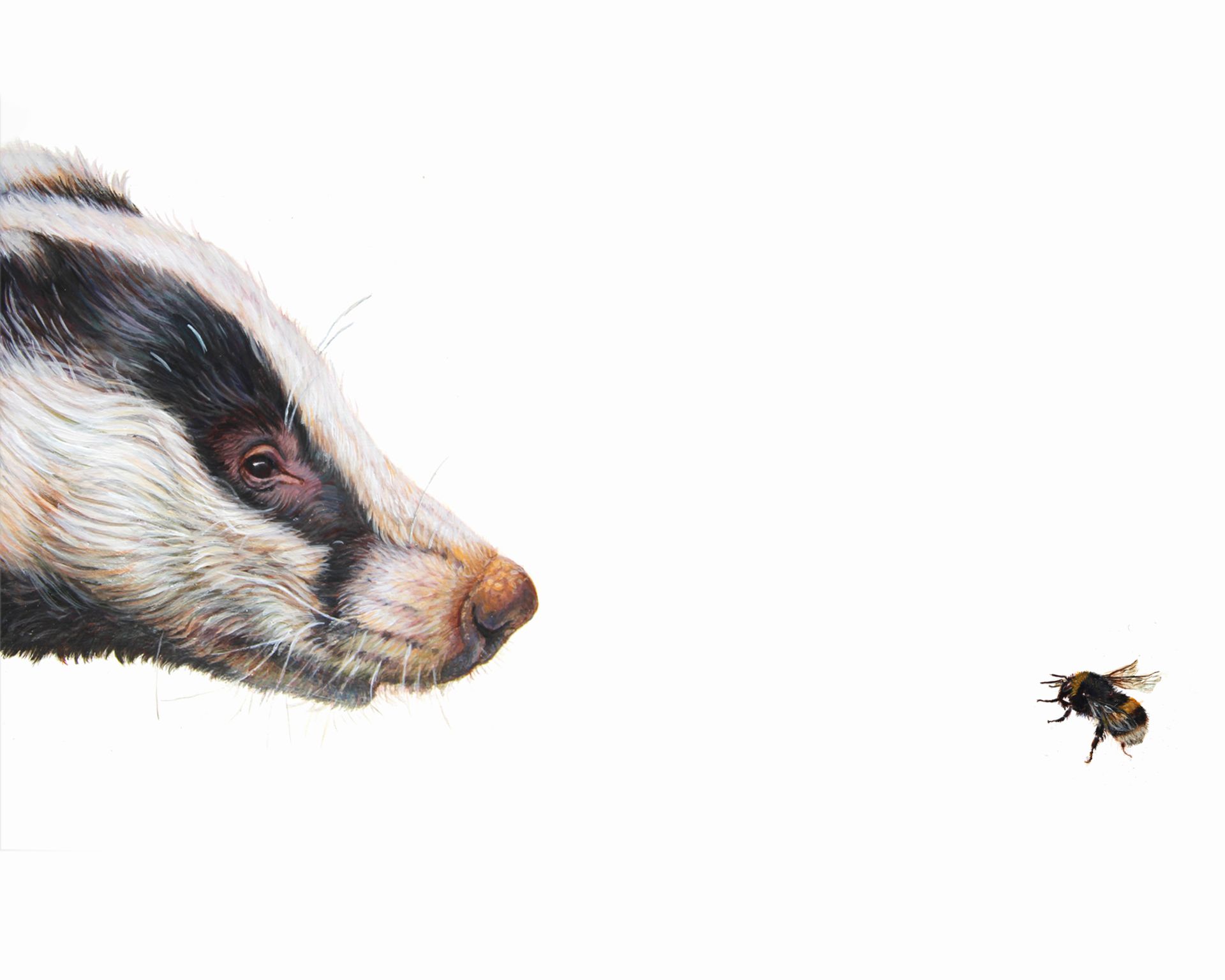 'Top Predator - Badger and Bee' by Hazel Mountford