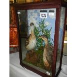 Taxidermy - a cased pair of birds.