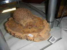 Taxidermy - a hedgehog.