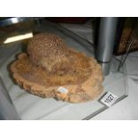 Taxidermy - a hedgehog.