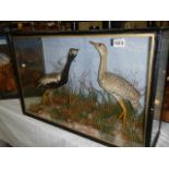 Taxidermy - a cased pair of water birds.