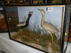 Taxidermy - a cased pair of water birds.