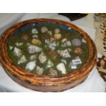 A Victorian bamboo case containing a display of various sea shells.