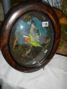 Taxidermy - a parakeet in glazed oval frame.