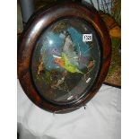 Taxidermy - a parakeet in glazed oval frame.