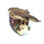 Taxidermy - a bird of prey with stoat.