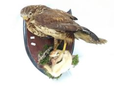 Taxidermy - a bird of prey with stoat.