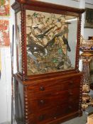 Taxidermy - a Victorian mahogany glazed cabinet on chest containing a collection of exotic birds.