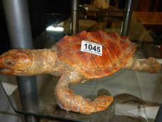 Taxidermy - A turtle.