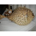 Taxidermy - a large puffer fish.