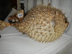 Taxidermy - a large puffer fish.