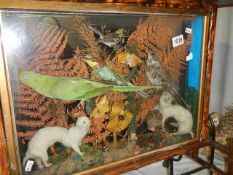 Taxidermy - birds and weasels in bamboo case.