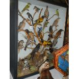 Taxidermy - a collection of approximately 22 exotic birds in glass case.