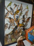 Taxidermy - a collection of approximately 22 exotic birds in glass case.