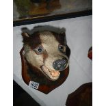 Taxidermy - a badger head.