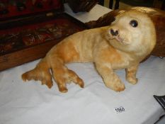Taxidermy - a seal pup.